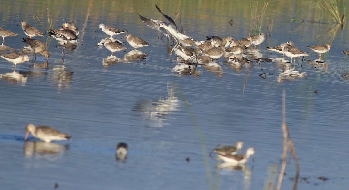 Common Redshank - ML637492011