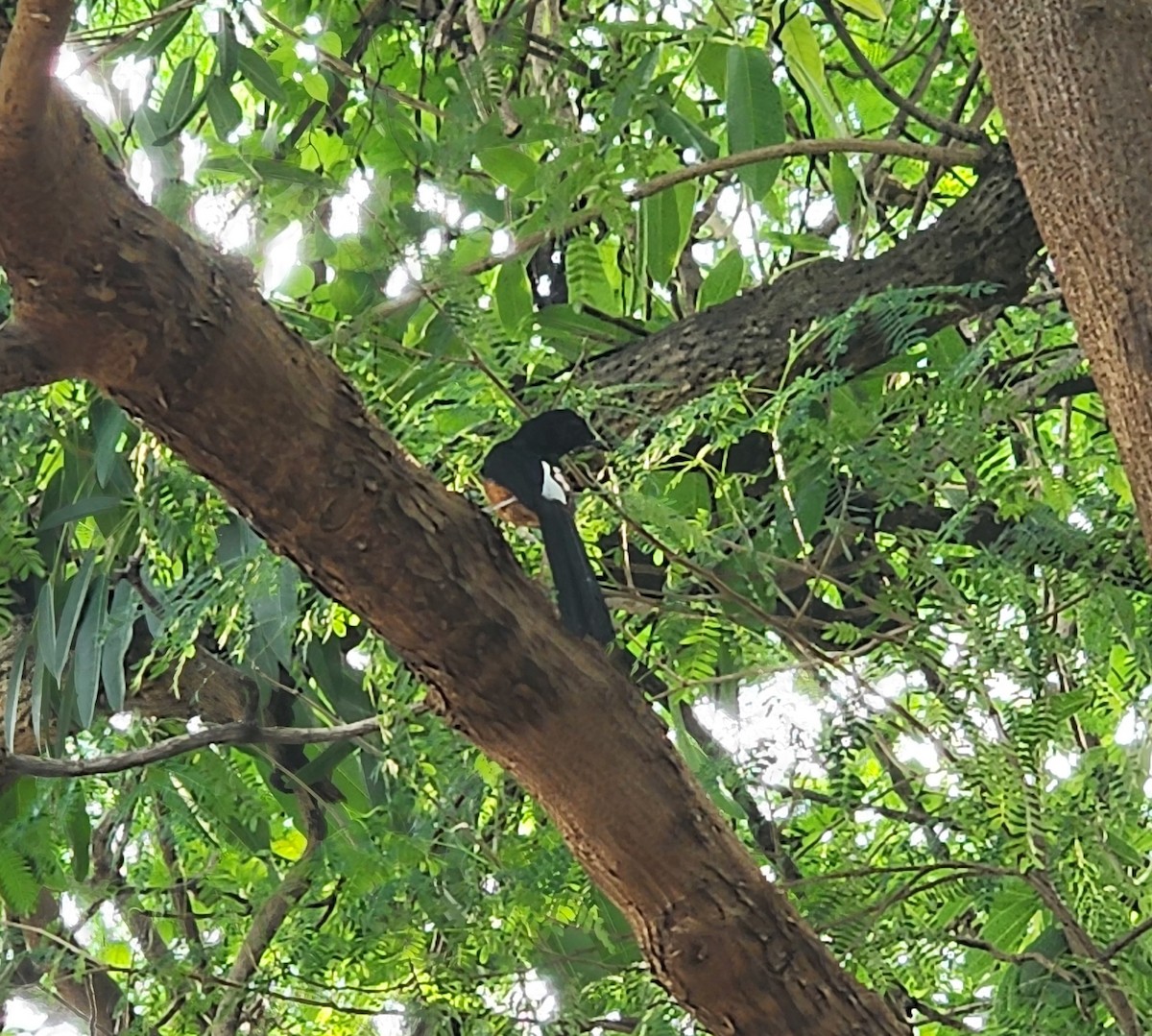 White-rumped Shama - ML637492014