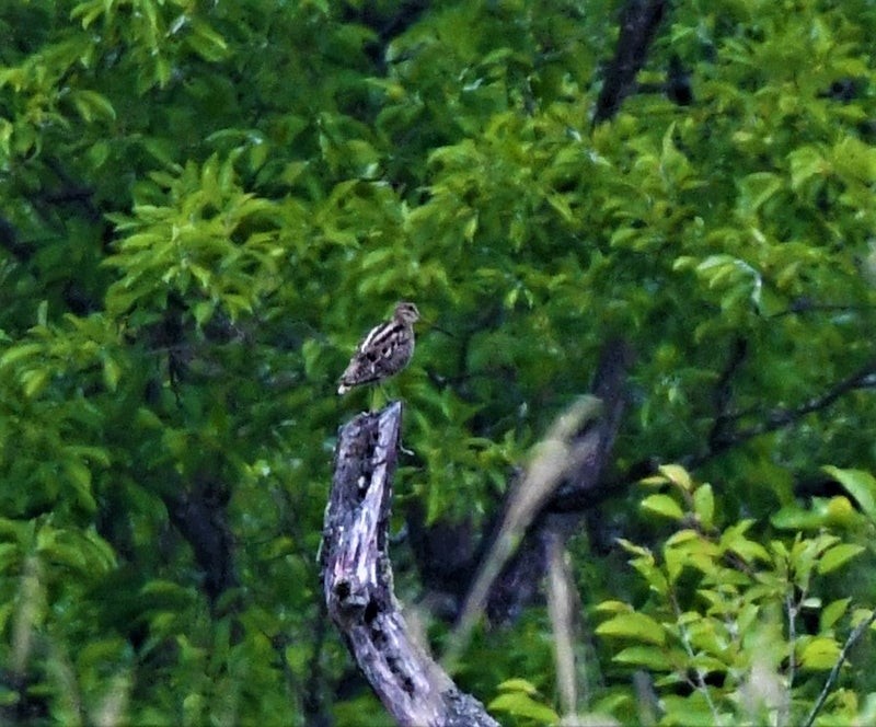 Latham's Snipe - ML637492018