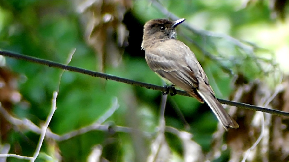 Eastern Phoebe - ML637492019