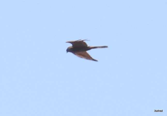 Montagu's Harrier - ML637492021