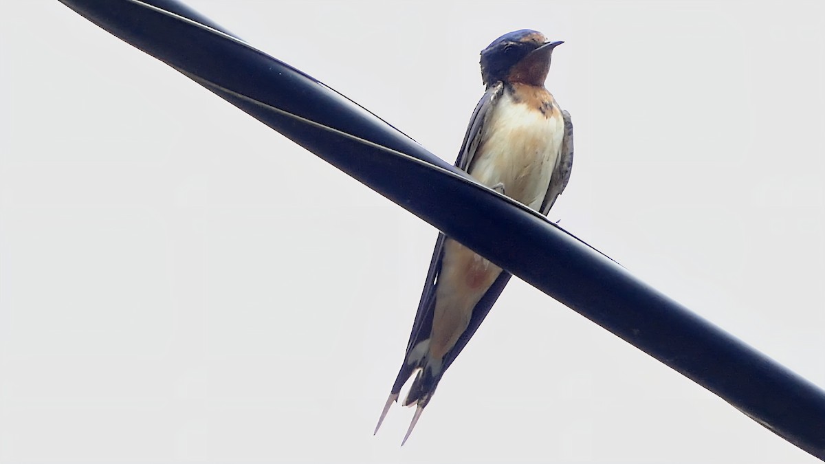 Barn Swallow - ML637492022