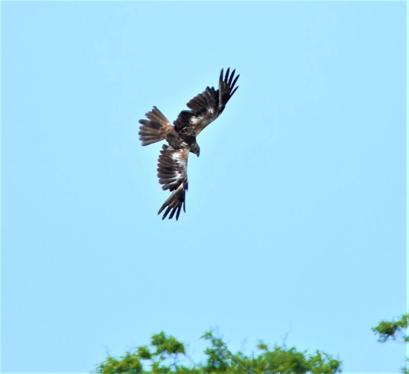 Eastern Marsh Harrier - ML637492023