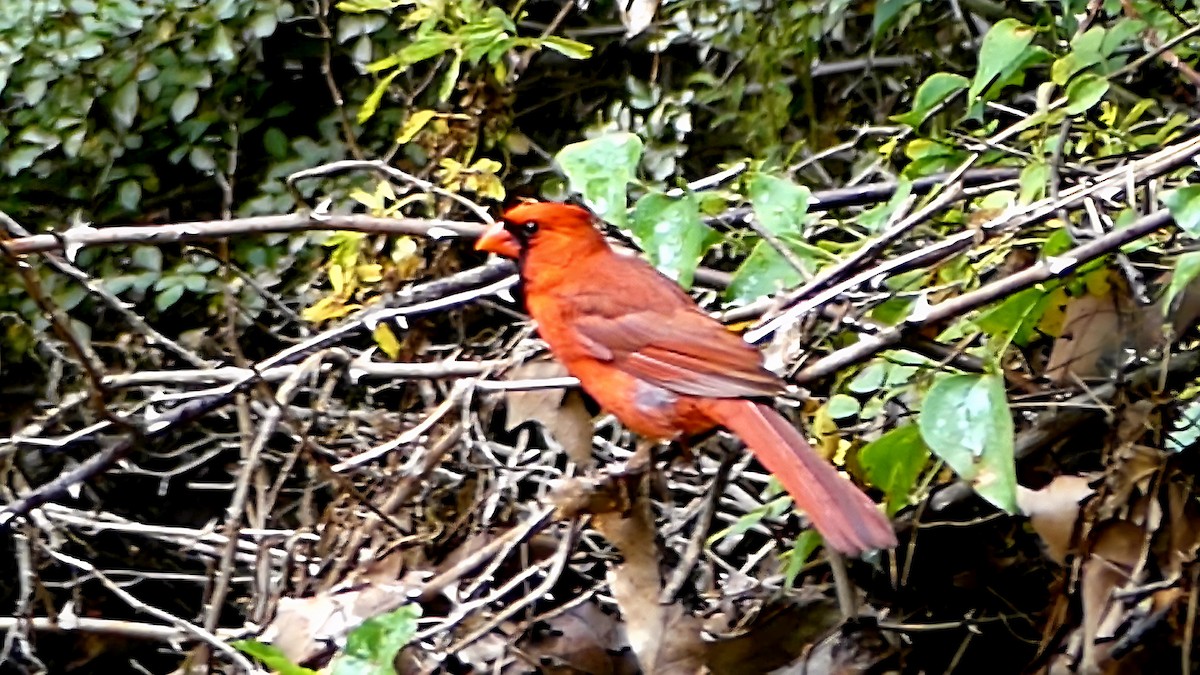 Northern Cardinal - ML637492024