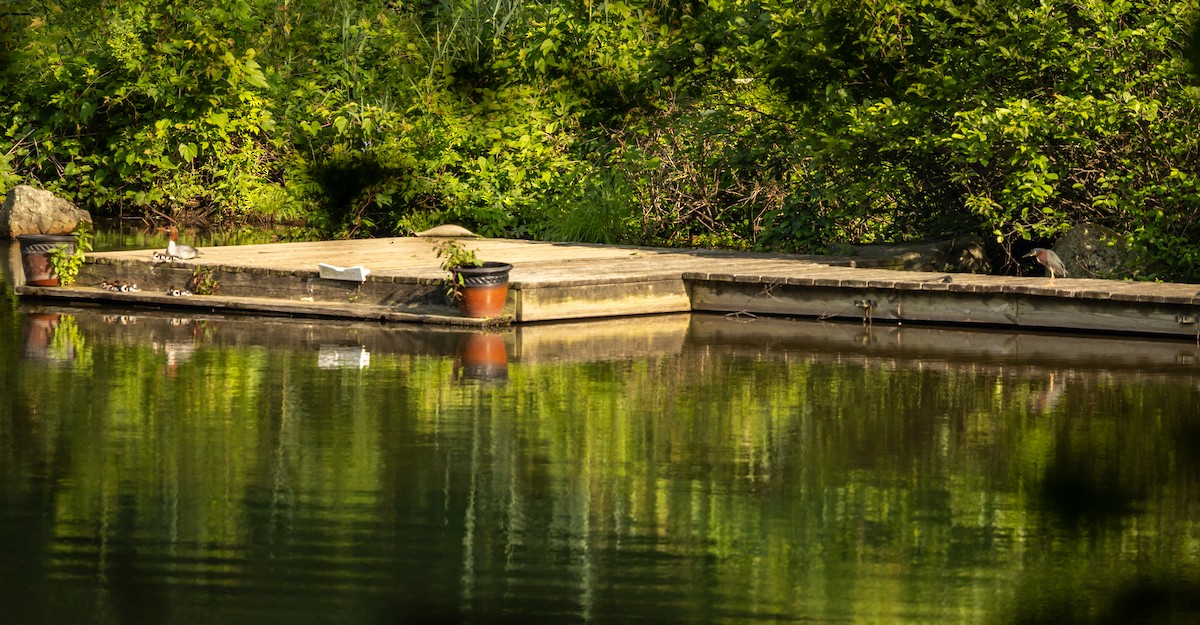 Green Heron - ML637492025