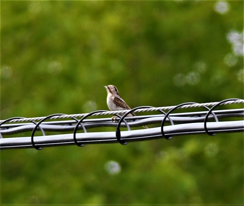 Eurasian Wryneck - ML637492028