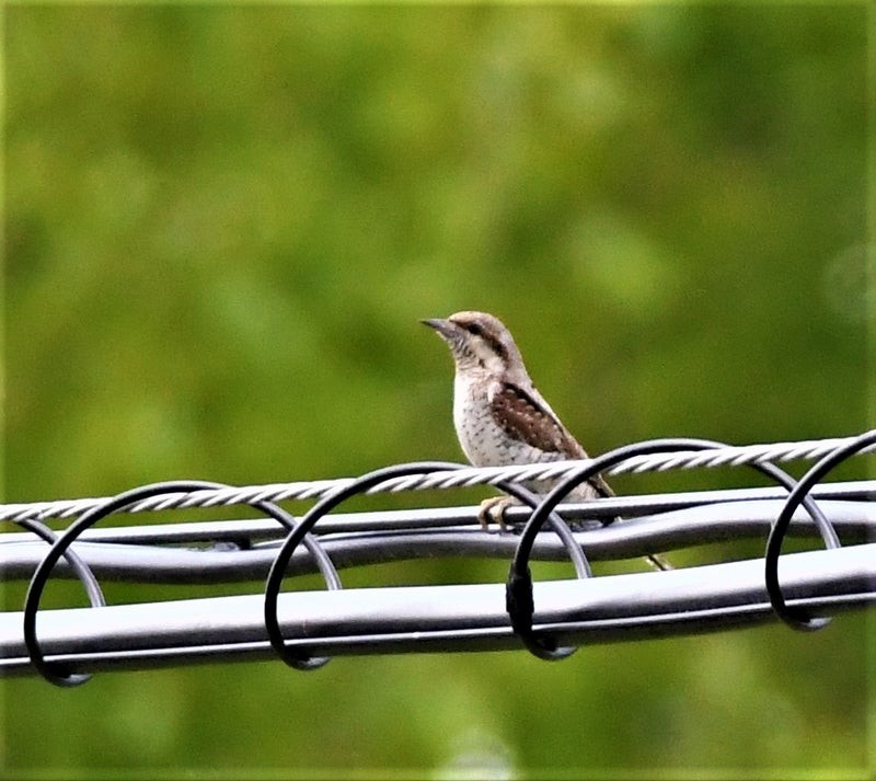 Eurasian Wryneck - ML637492031
