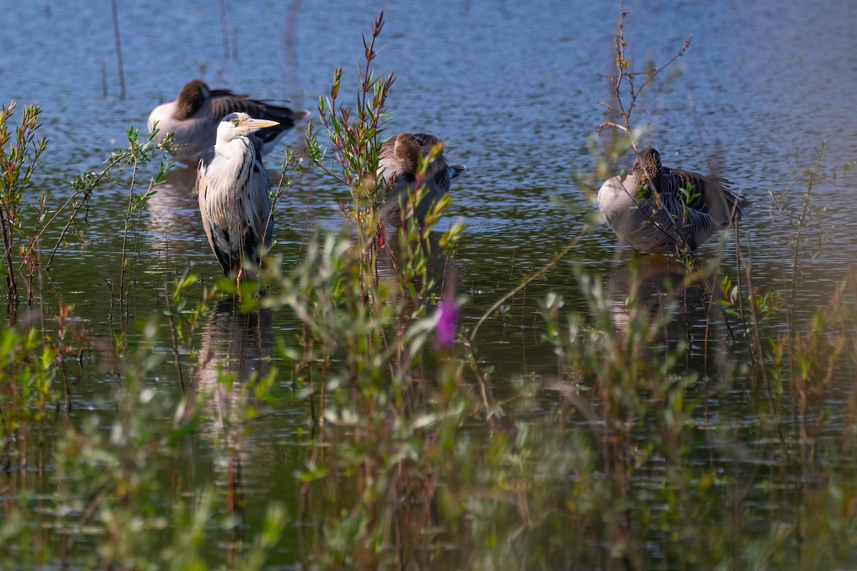 Gray Heron - ML637492034