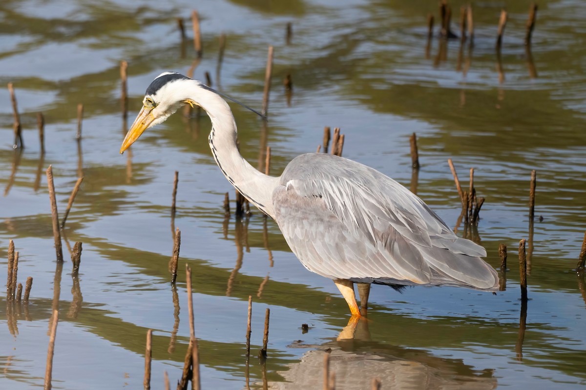 Gray Heron - ML637492035