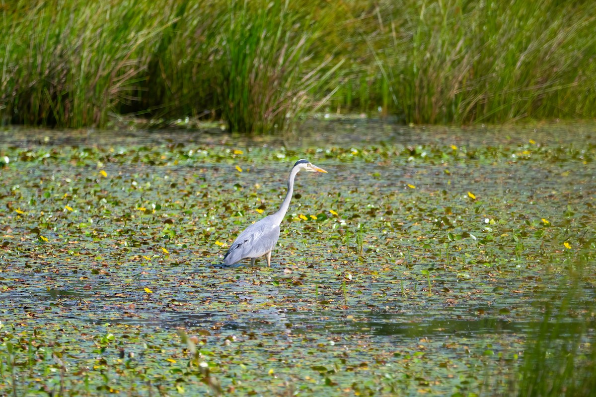 Gray Heron - ML637492036