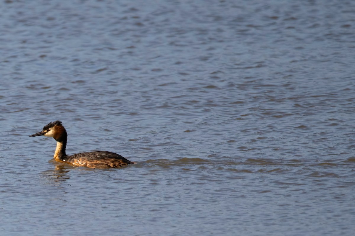 Great Crested Grebe - ML637492038