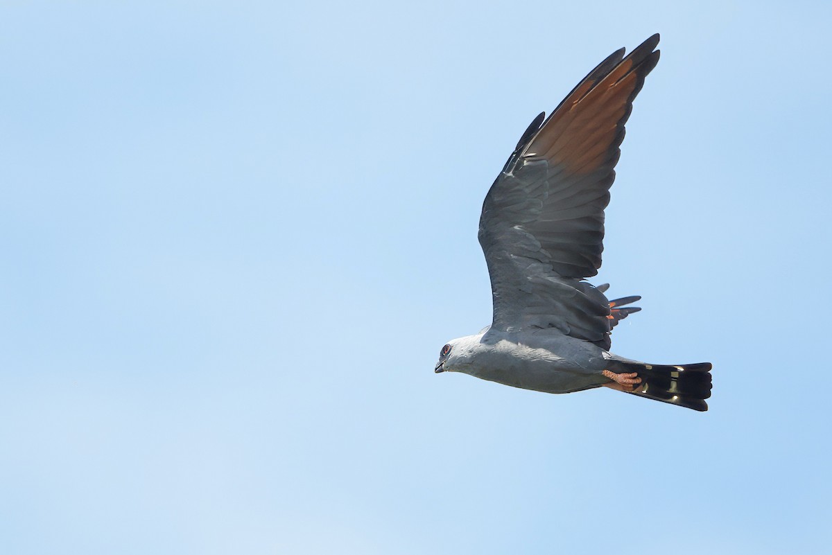 Plumbeous Kite - ML637492056