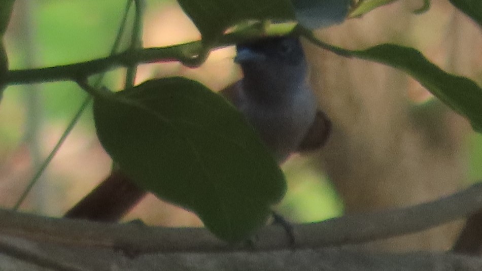 Indian Paradise-Flycatcher - ML637492065