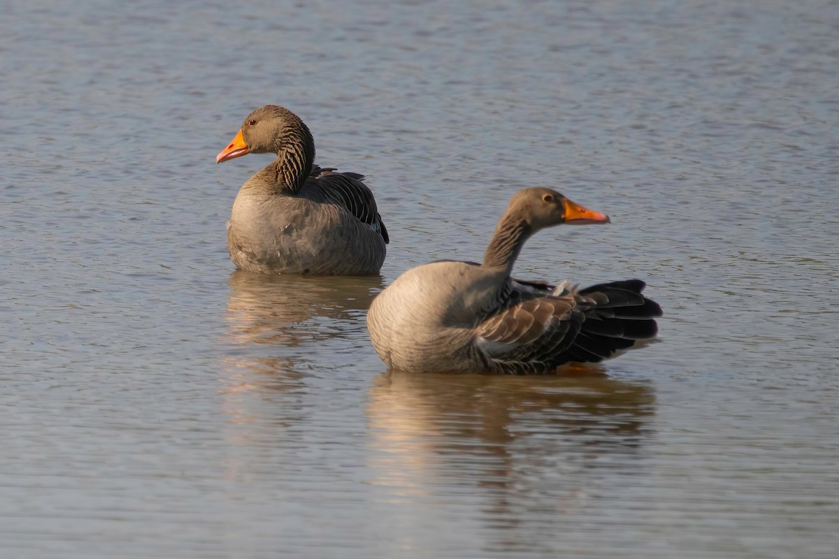 Graylag Goose (Domestic type) - ML637492086
