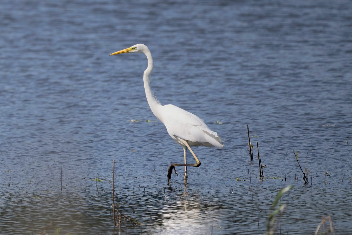 Great Egret - ML637492093