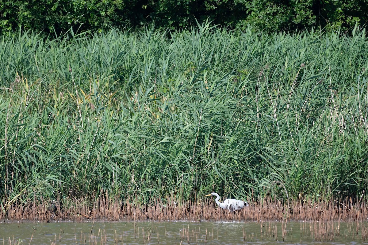 Great Egret - ML637492094