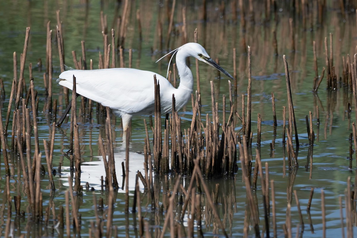 Little Egret - ML637492097