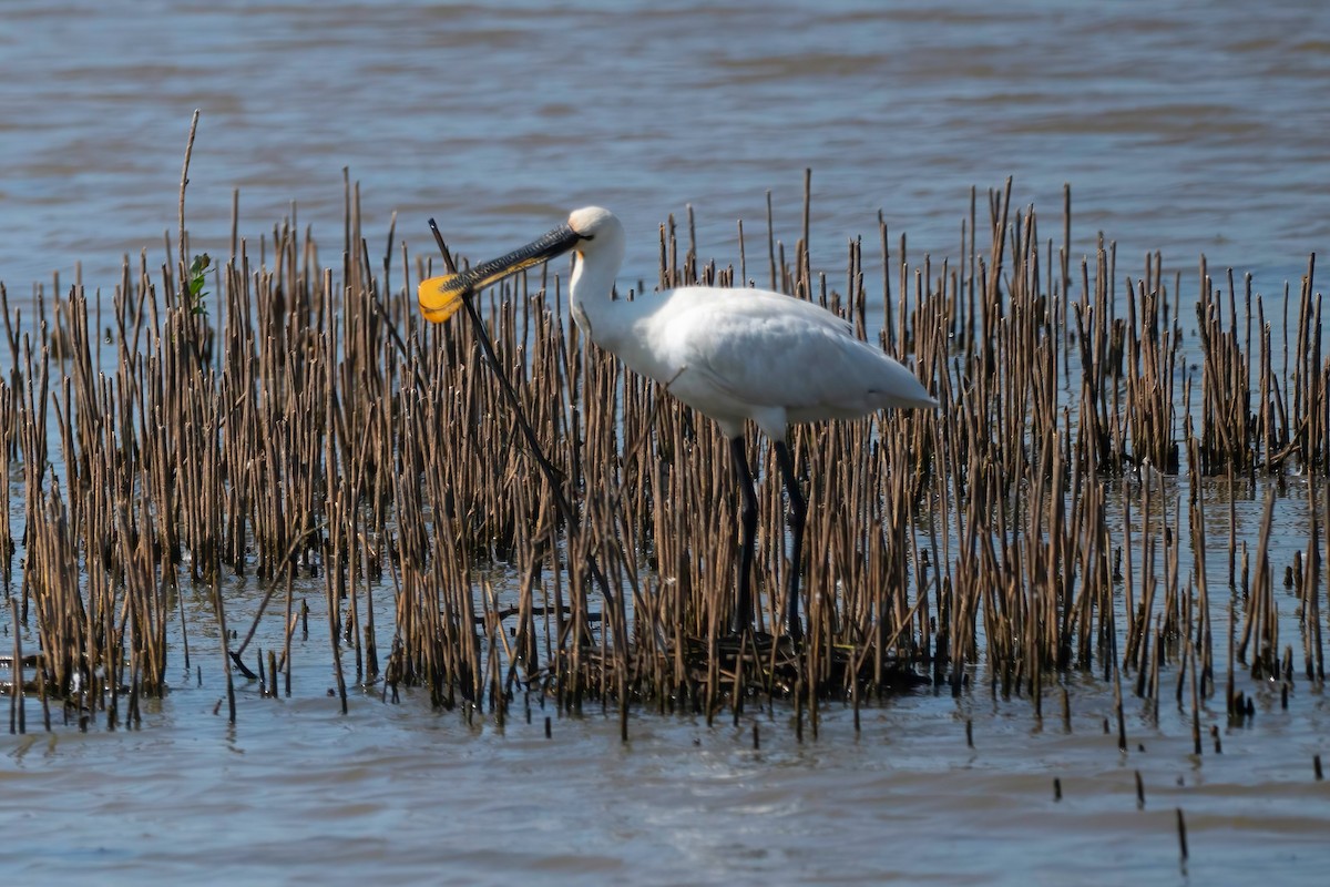 Eurasian Spoonbill - ML637492101