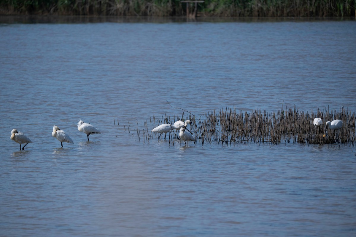Eurasian Spoonbill - ML637492102