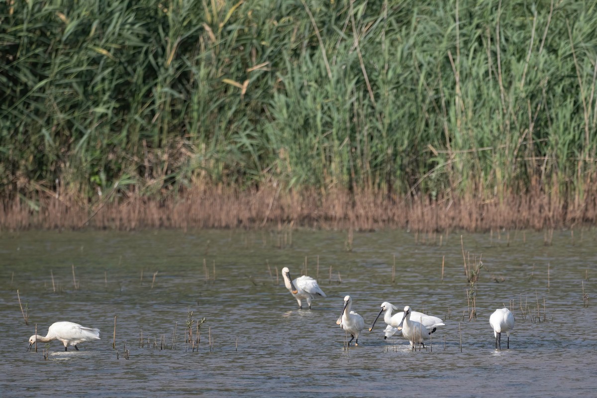 Eurasian Spoonbill - ML637492103