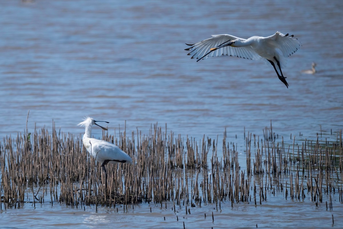 Eurasian Spoonbill - ML637492104