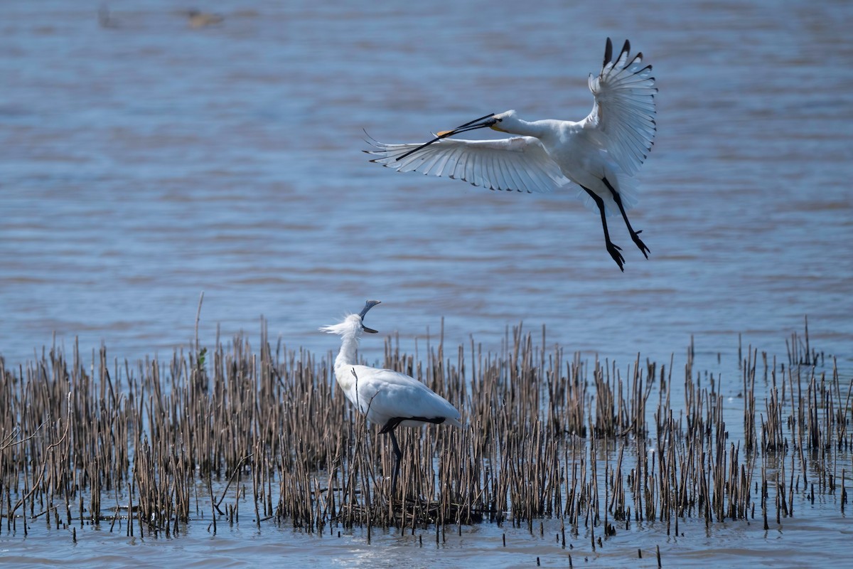 Eurasian Spoonbill - ML637492105