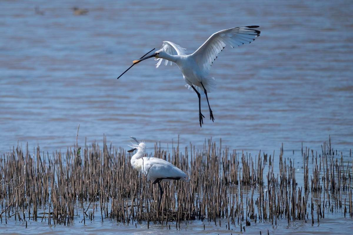 Eurasian Spoonbill - ML637492106