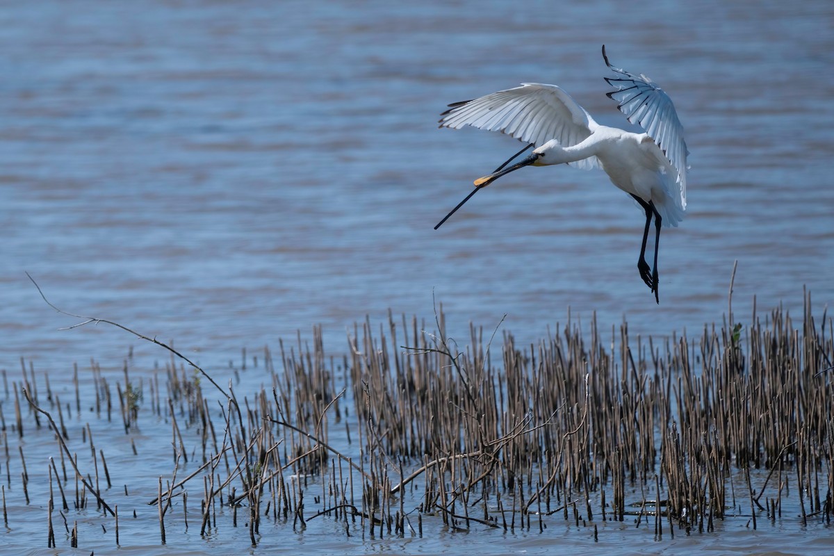 Eurasian Spoonbill - ML637492107