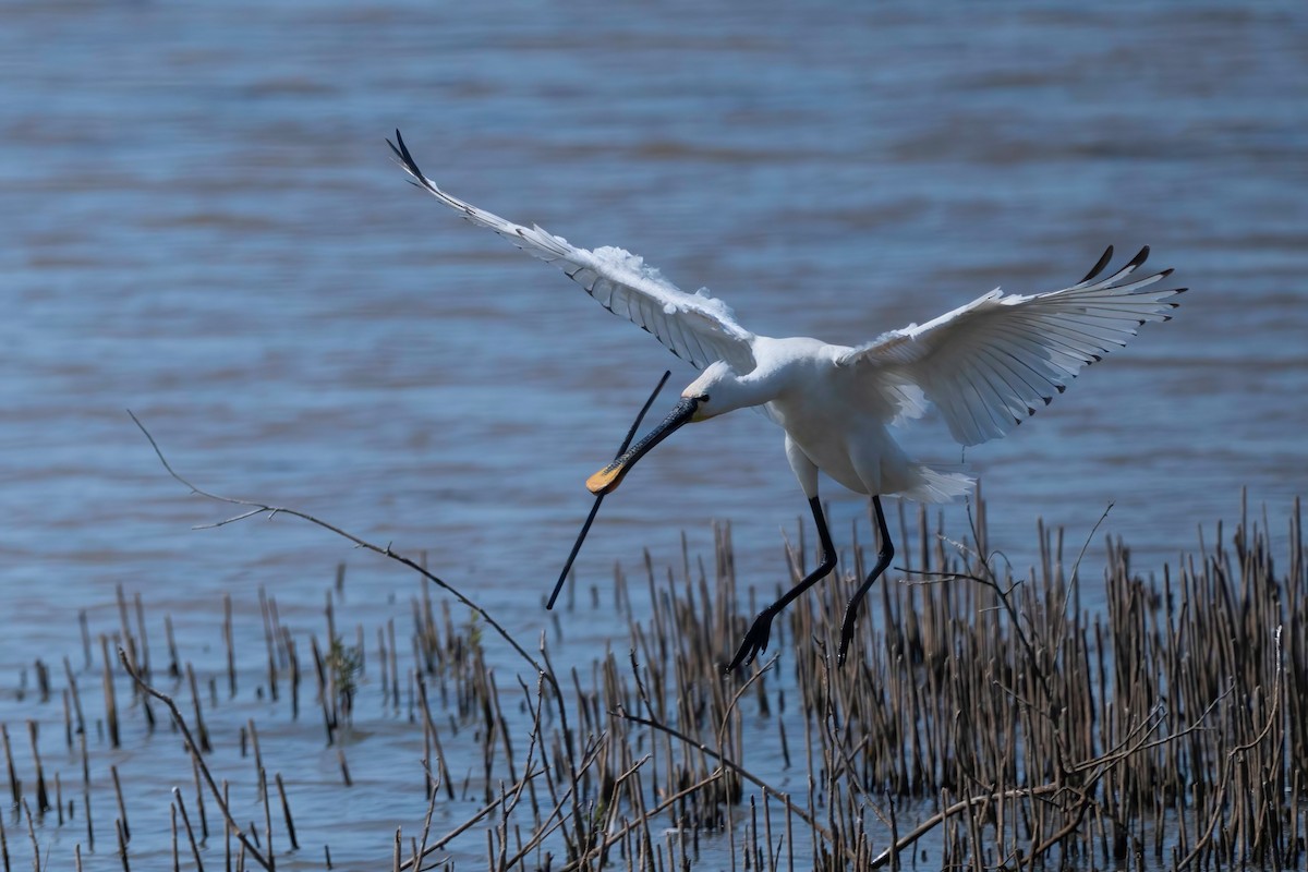 Eurasian Spoonbill - ML637492108