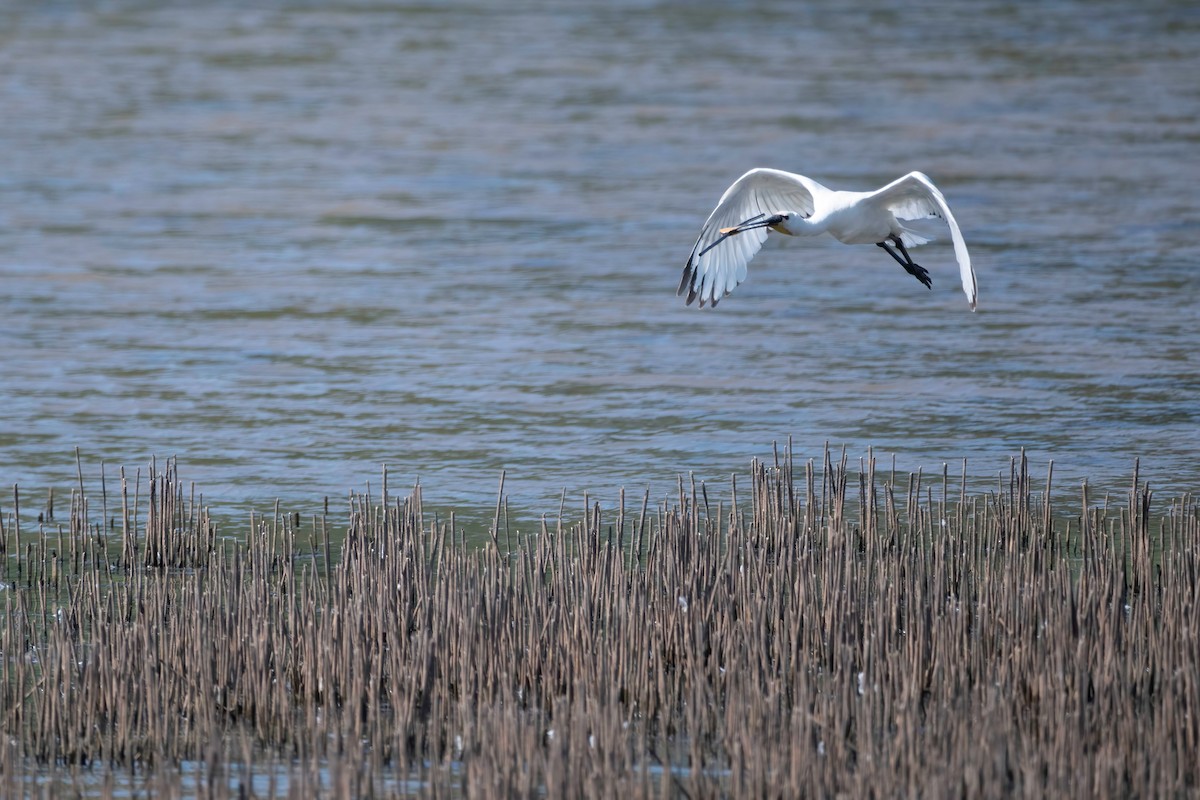 Eurasian Spoonbill - ML637492109