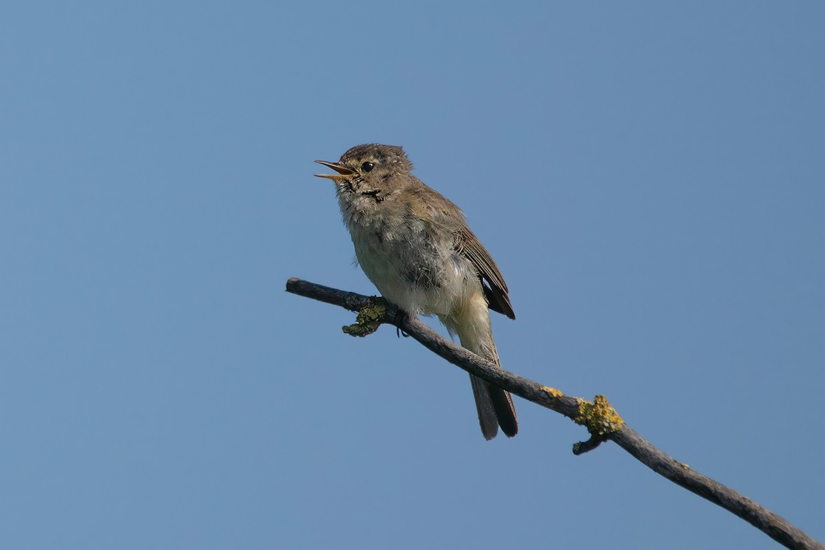 Common Chiffchaff - ML637492111