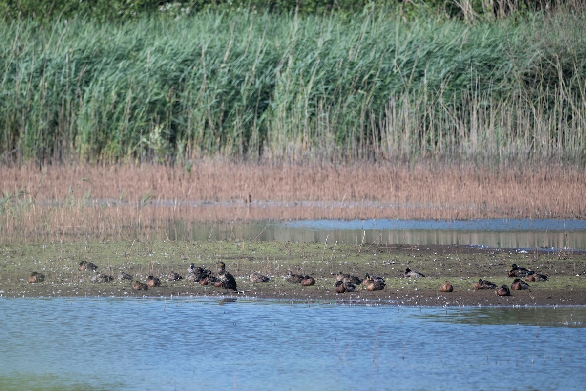 Mallard - ML637492112