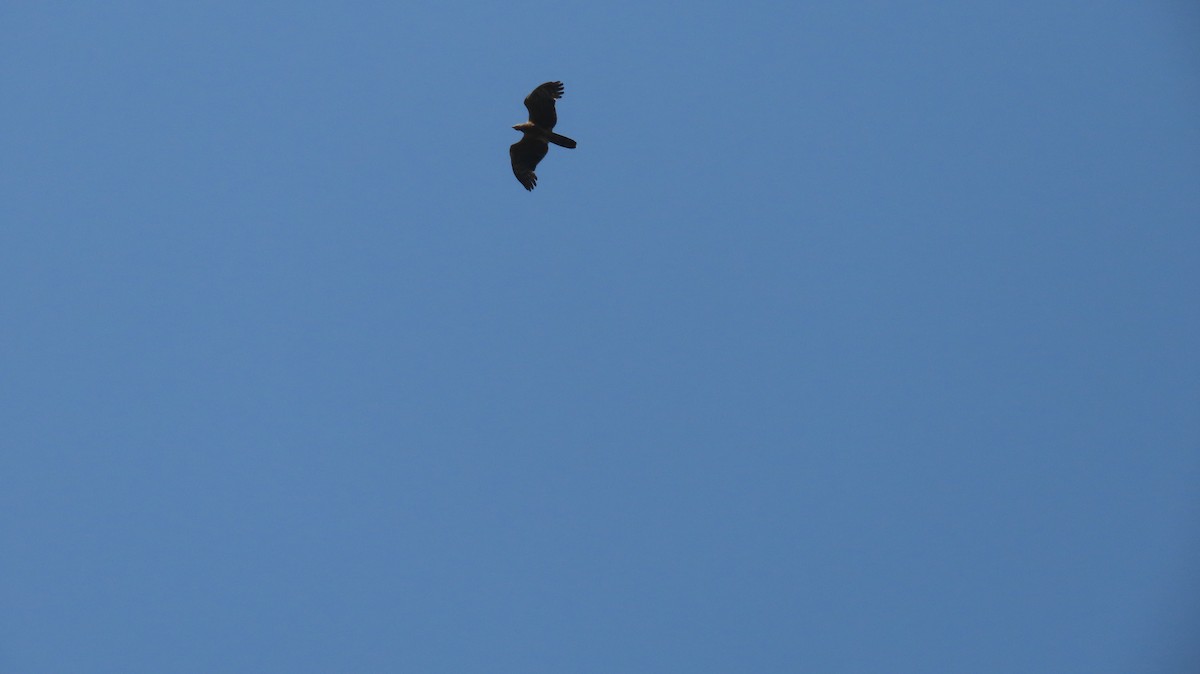 Малый рыболов - ML637492137