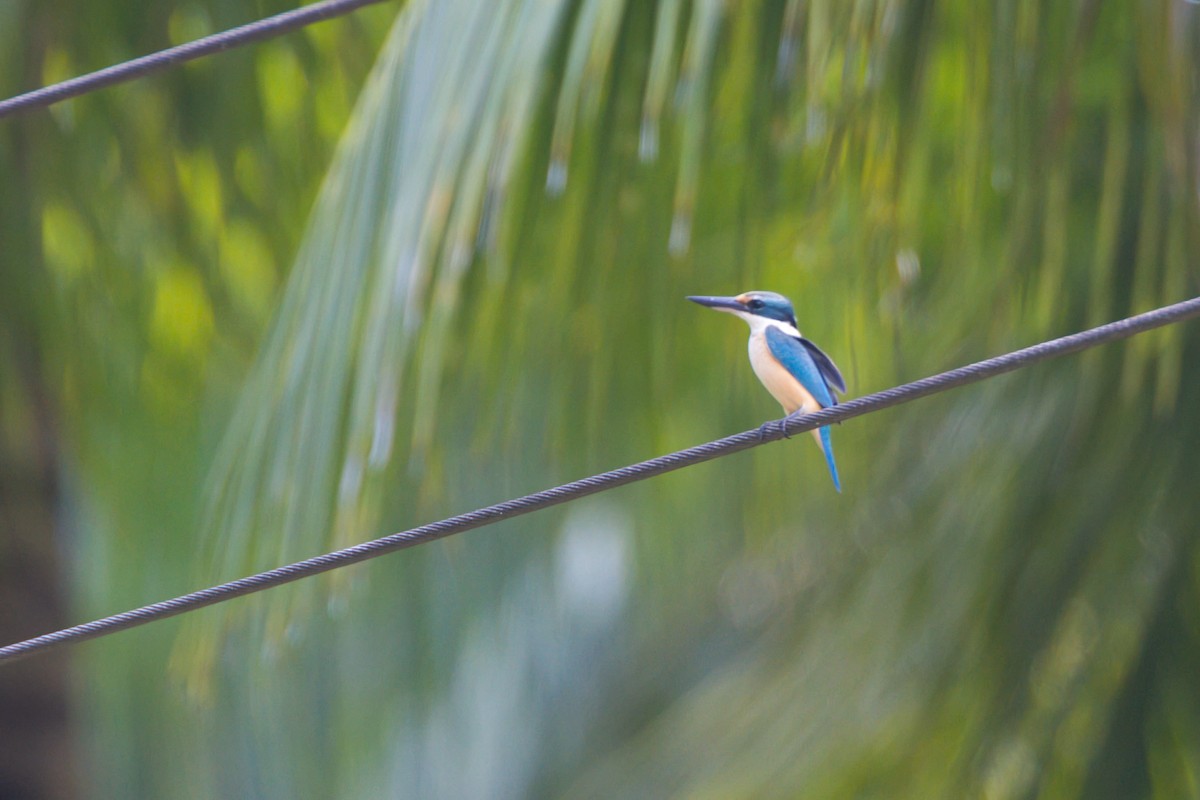 Sacred Kingfisher - ML637492146