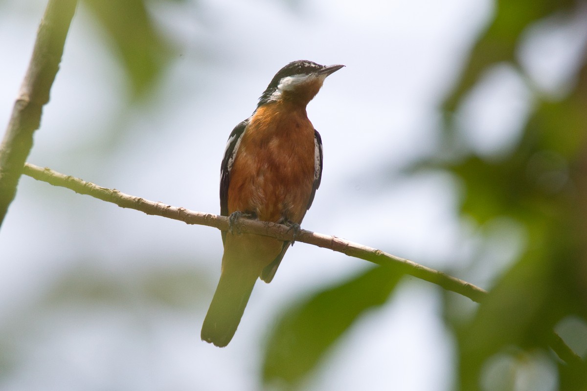 Rufous-bellied Triller - ML637492149