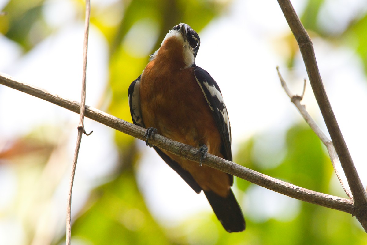 Rufous-bellied Triller - ML637492150