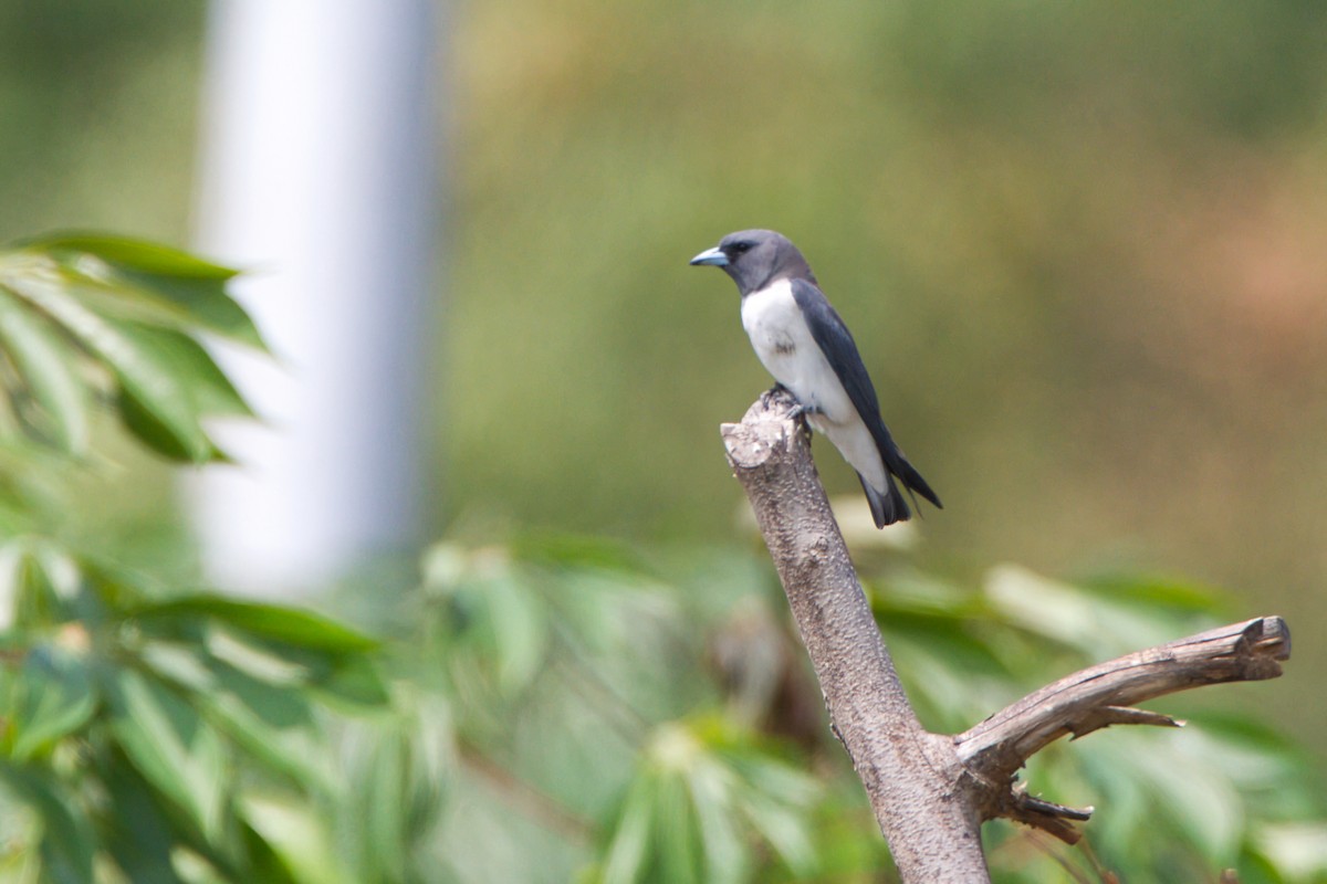 White-breasted Woodswallow - ML637492153