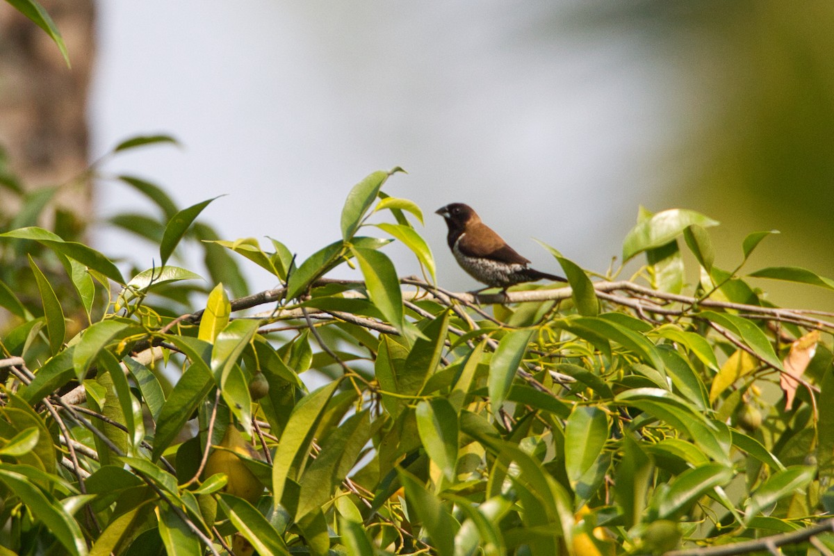 Black-faced Munia - ML637492156