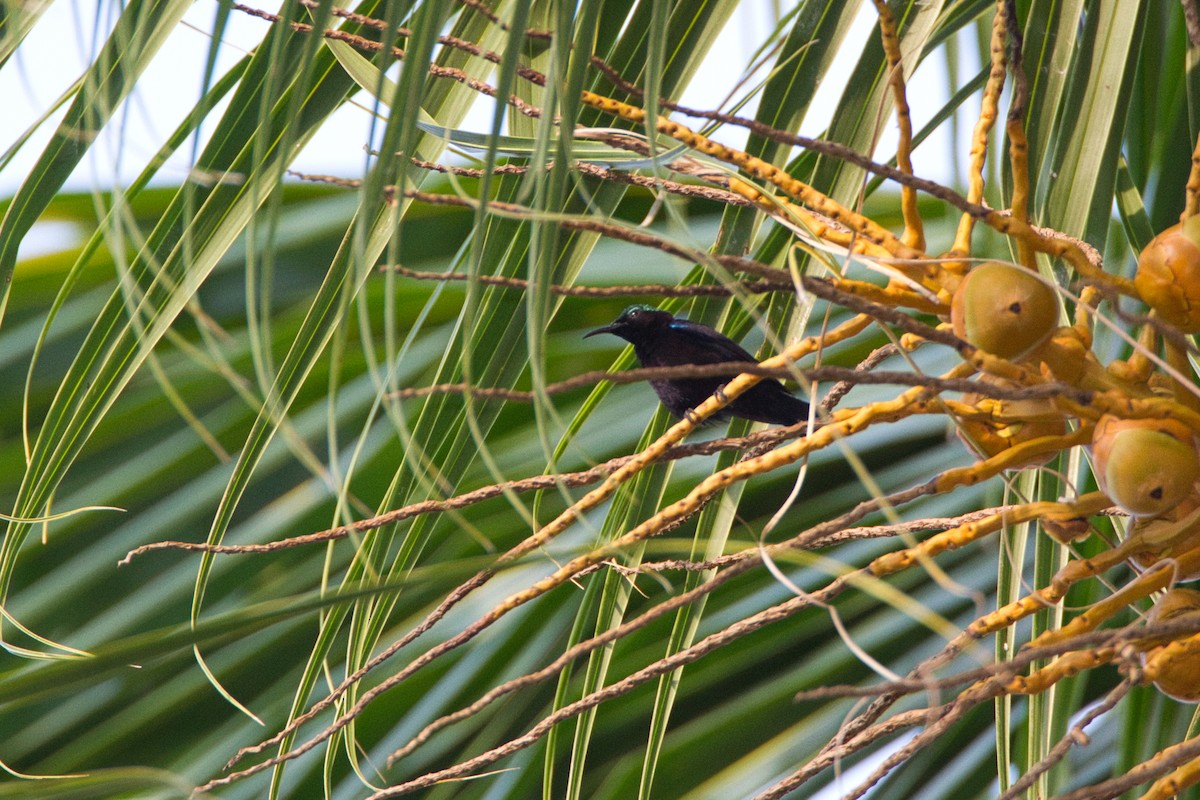 Black Sunbird (Moluccan) - ML637492157