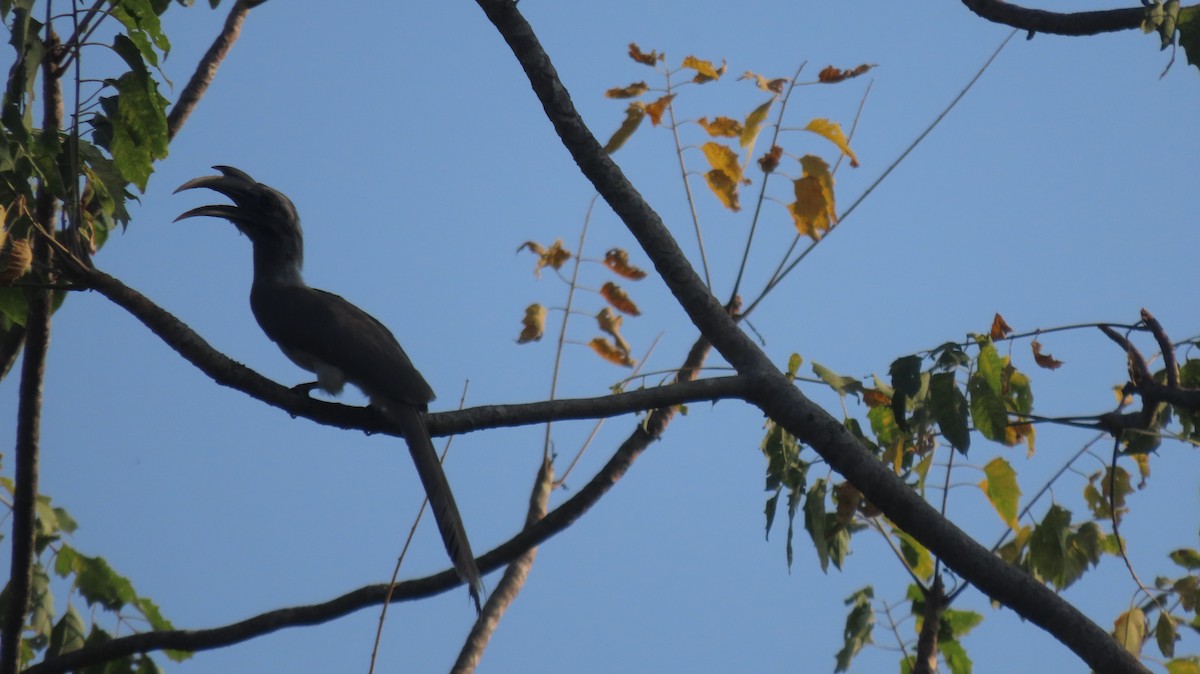 Indian Gray Hornbill - ML637492158