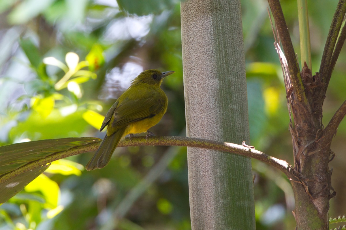 Halmahera Golden-Bulbul - ML637492159