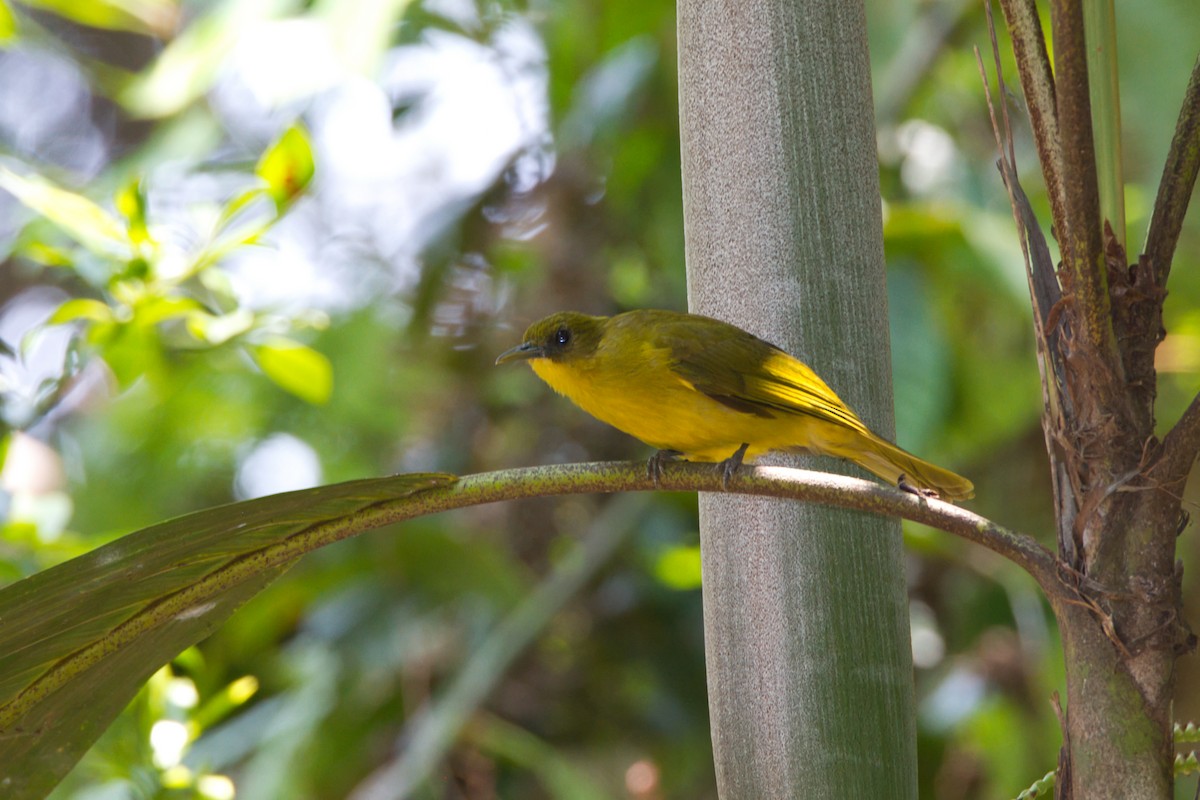 Halmahera Golden-Bulbul - ML637492160