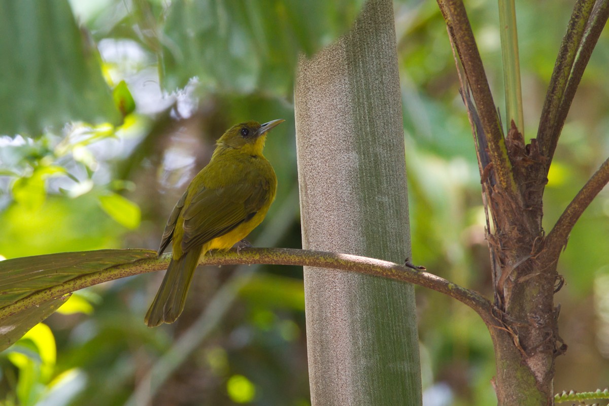 Halmahera Golden-Bulbul - ML637492161