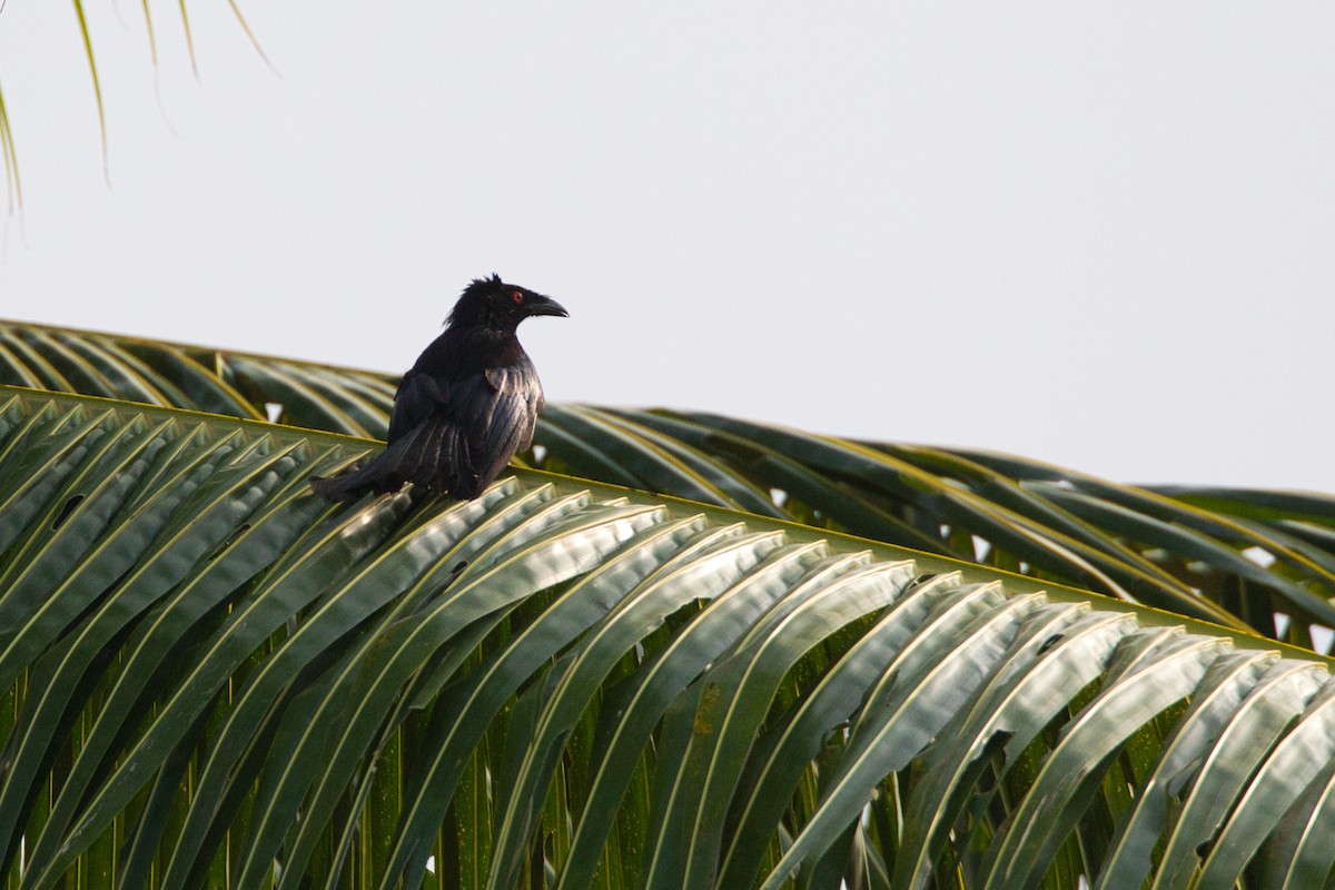 Spangled Drongo (Halmahera) - ML637492162