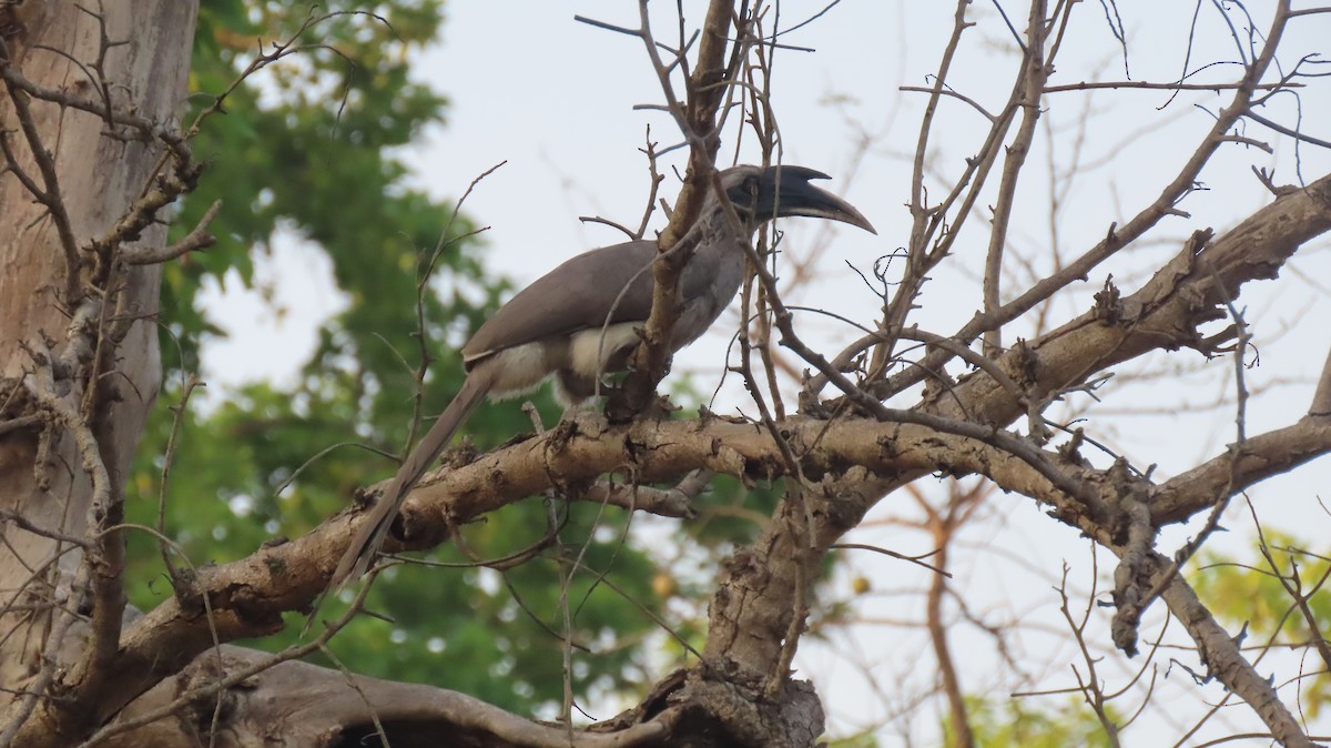 Indian Gray Hornbill - ML637492179