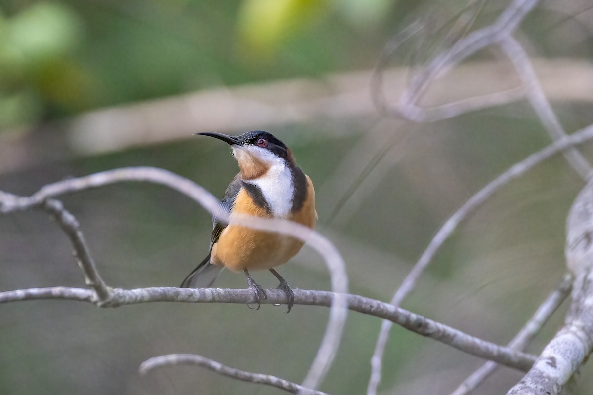 Eastern Spinebill - ML637492248