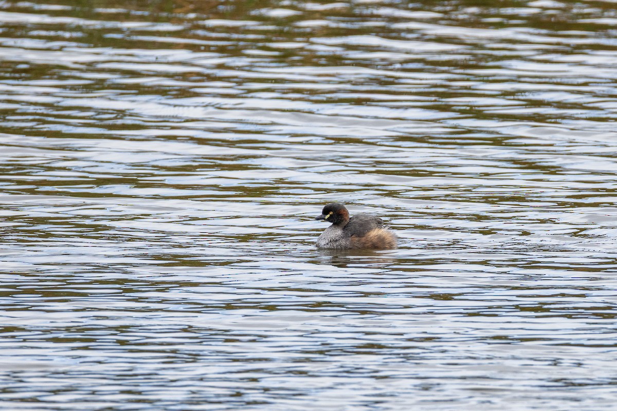 Australasian Grebe - ML637492253