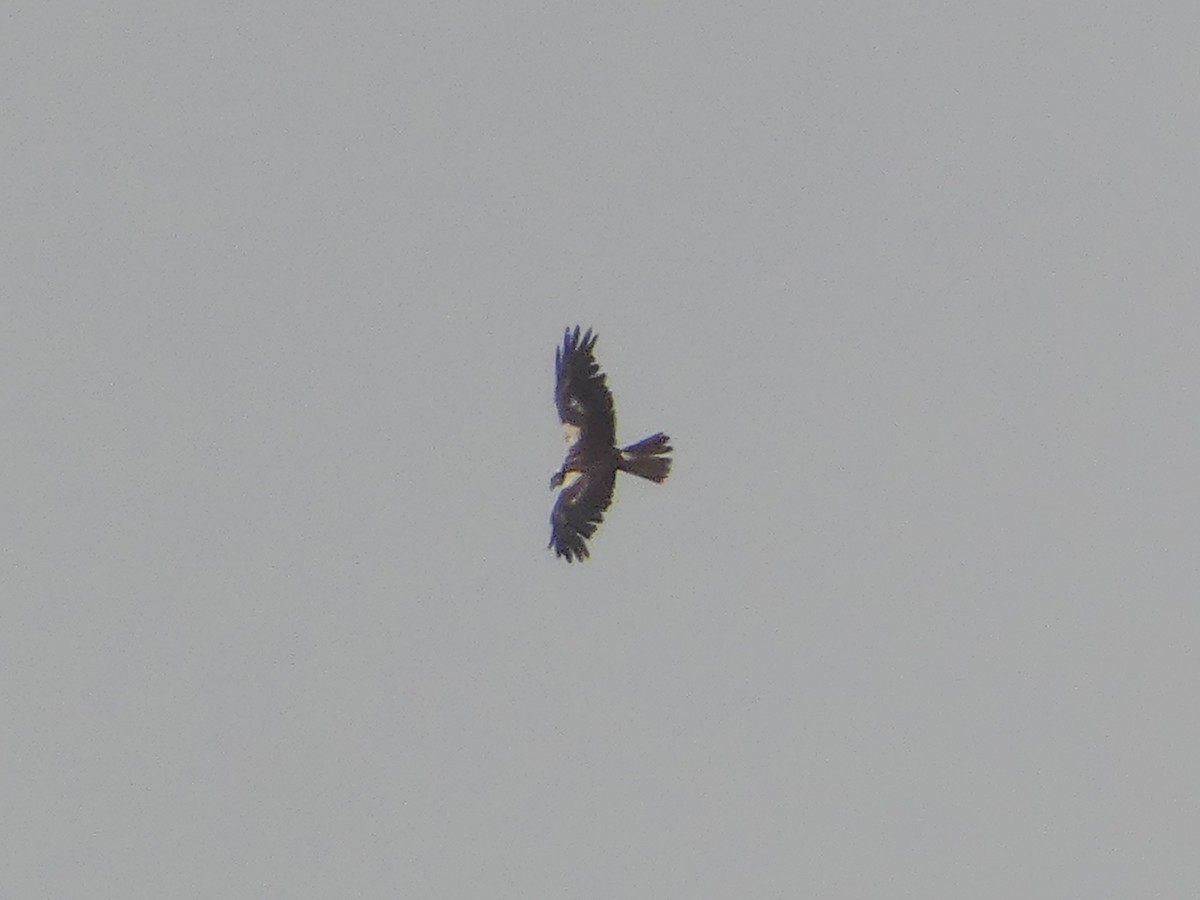 sivhauk - ML637492341