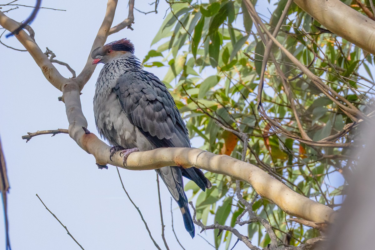 parykkdue - ML637492351
