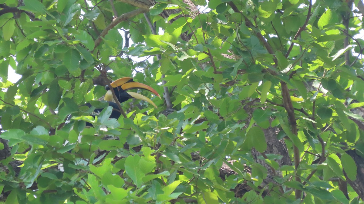 Great Hornbill - ML637492367